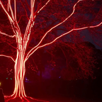 Flexible Neon LED Strip Light 12V Waterproof